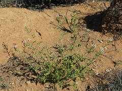 Jamesbrittenia racemosa
