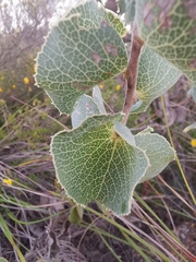 Hakea conchifolia