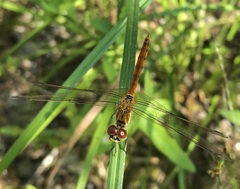Sympetrum depressiusculum