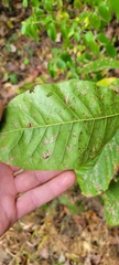 Quercus imbricaria