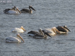 Pelecanus onocrotalus