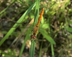 Sympetrum depressiusculum