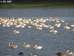 Pelecanus onocrotalus