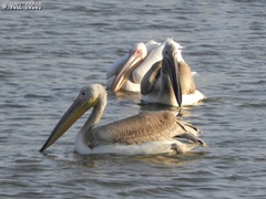 Pelecanus onocrotalus
