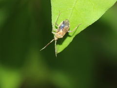 Eurystylus sauteri
