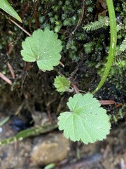 Heuchera parviflora