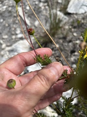 Euryops abrotanifolius