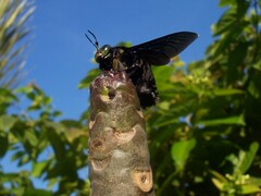 Xylocopa latipes