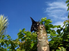 Xylocopa latipes