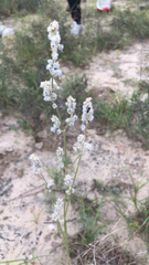 Froelichia floridana