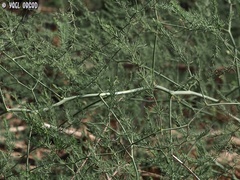 Asparagus palaestinus