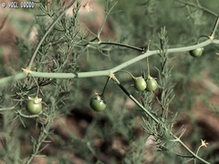 Asparagus palaestinus