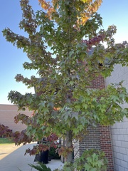 Liquidambar