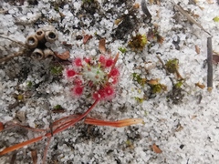 Drosera minutiflora