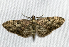Eupithecia