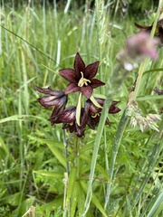 Fritillaria camschatcensis