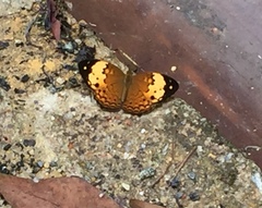 Cupha erymanthis lotis