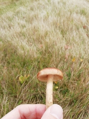 Tricholoma fulvum