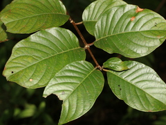 Cephalanthus tetrandra