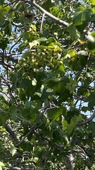 Crataegus phaenopyrum