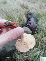 Tricholoma fulvum