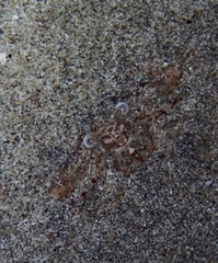 Portunidae