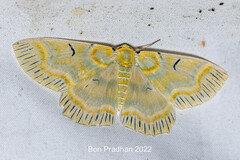 Iotaphora iridicolor