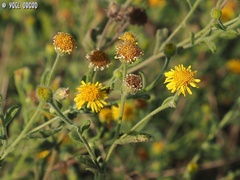 Pulicaria dysenterica