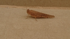 Sphingonotus rubescens