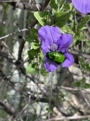 Calomacraspis splendens