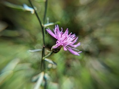 Centaurea stoebe