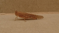 Sphingonotus rubescens