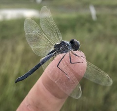 Selysiothemis nigra