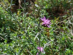 Centaurea stoebe