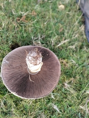 Agaricus arvensis