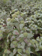 Pycnanthemum muticum