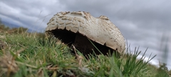 Agaricus arvensis