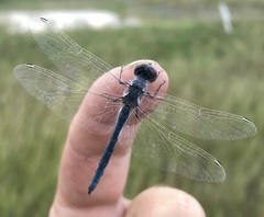 Selysiothemis nigra