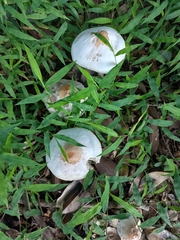 Agaricaceae