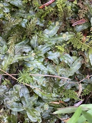 Pallavicinia lyellii