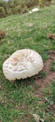 Agaricus arvensis