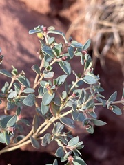 Euphorbia fendleri