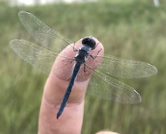 Selysiothemis nigra