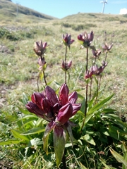 Gentiana purpurea