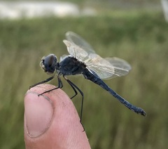 Selysiothemis nigra