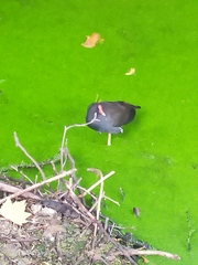 Gallinula chloropus