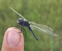 Selysiothemis nigra