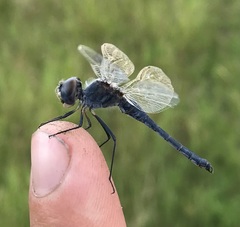 Selysiothemis nigra