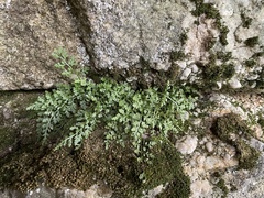 Asplenium montanum
