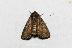 Condicinae